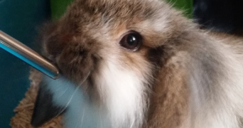 léonie pet sitter à SENLIS 60300_9