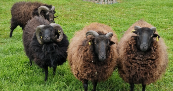 lydie pet sitter à AUDRUICQ 62370_7