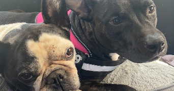 léa myriam pet sitter à LUNEL VIEL 34400_6