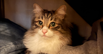 clémence cat sitter à MONTPELLIER 34070_1