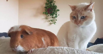 marie-camille  pet sitter à Olby 63210_2