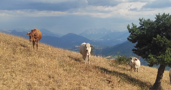 nathalie pet sitter à GRENOBLE 38100_1