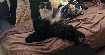 olivia pet sitter à CHALON SUR SAONE 71100_7