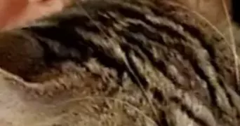 hayfa pet sitter à NIMES 30900