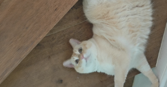 ambre pet sitter à CHATEAUROUX 36000_1