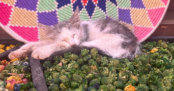 eva pet sitter à BIDART 64210_3