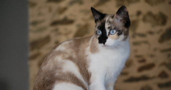 anthea pet sitter à LA ROCHE SUR YON 85000_4