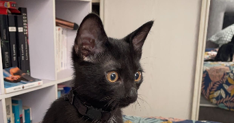 titouan pet sitter à SURY LE COMTAL 42450_1