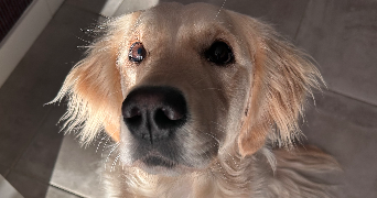simon pet sitter à BAUVIN 59221_3