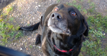 léna pet sitter à BOIS GUILLAUME 76230_2