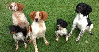 louisa pet sitter à AMIENS 80000_2