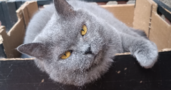 servane cat sitter à BORDEAUX 33000_3