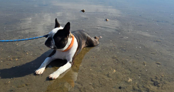 cassandre pet sitter à VILLELONGUE DE LA SALANQUE 66410_2