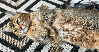 emilie pet sitter à SEGRE EN ANJOU BLEU 49520_1