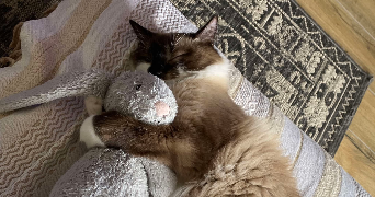 florine pet sitter à BORDEAUX 33000_4