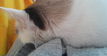 katia dog sitter à PONT L EVEQUE 14130_2