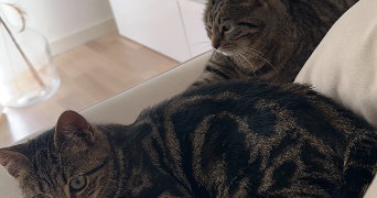 sandra pet sitter à ACHERES 78260_6