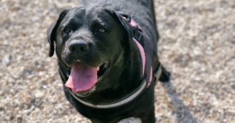 marlene pet sitter à AUNEAU BLEURY ST SYMPHORIEN 28700_108