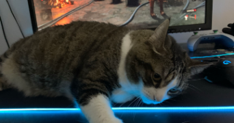 natsuki cat sitter à COURBEVOIE 92400_1