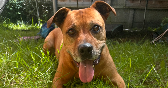 lena pet sitter à AULNAY SOUS BOIS 93600_8