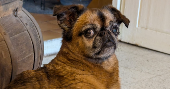 mélusine pet sitter à PARIS 10 75010_3