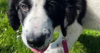 benjamin pet sitter à BORDEAUX 33300_1