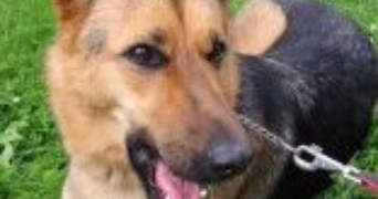 agathe pet sitter à VERSAILLES 78000_0