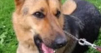 agathe pet sitter à VERSAILLES 78000