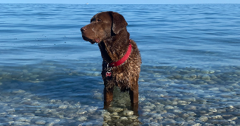 océane pet sitter à PARIS 06 75006_4
