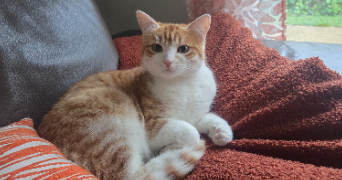 florence pet sitter à RIORGES 42153_8