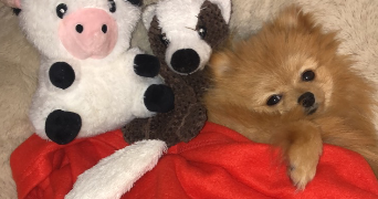 marine pet sitter à VOULANGIS 77580_6