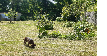 laurianne pet sitter à BERGERAC 24100_1