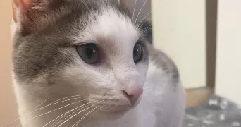 alisson pet sitter à PIERREFITTE SUR SEINE 93380