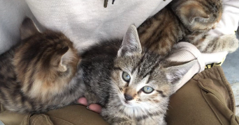 jade pet sitter à VIMY 62580_3