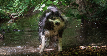 axelle pet sitter à SONCHAMP 78120_6