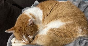 marie pet sitter à NAY 64800_1