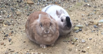 loanne pet sitter à LAPALUD 84840_4