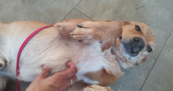 fanny pet sitter à RIOM 63200_5