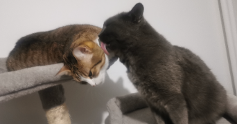 anne-sophie pet sitter à ST OUEN L AUMONE 95310_3