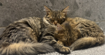 laurence pet sitter à VITROLLES 13127_4