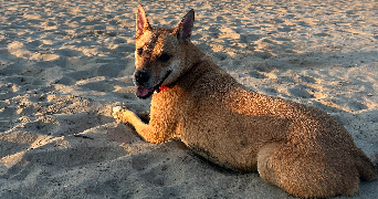 jade pet sitter à MARSILLARGUES 34590_1