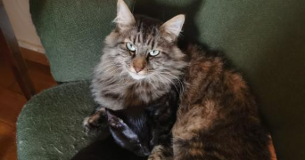 sidonie pet sitter à AUBAGNE 13400_3