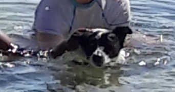 séverine pet sitter à LE RELECQ KERHUON 29480_0