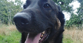 melissa pet sitter à GUINGAMP 22200_1