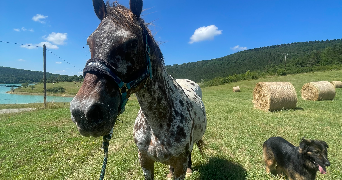 vannier pet sitter à ARABAUX 09000_2