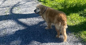 sylvie pet sitter à OLORON STE MARIE 64400_1