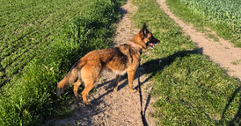 mélodie pet sitter à FACHES THUMESNIL 59155_4