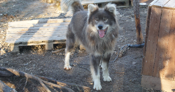 alain pet sitter à ST PIERRE DU PERRAY 91280_5