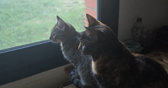 manon pet sitter à Maisons-Alfort 94700_2