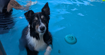 marion pet sitter à BOMPAS 66430_3
